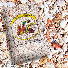Natures OceanŽ Hawaiian Puka Shell #10 Natures OceanŽ Hawaiian Puka Shell #10